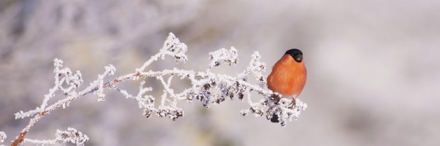 Un uccello non ha paura che un ramo si rompa…